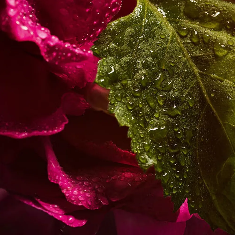 Guerlain La Petite Robe Noire Eau de Parfum Absolue 100ml