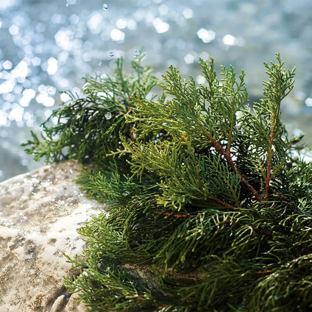 Dolce & Gabbana Light Blue Summer Vibes Pour Homme Eau de Toilette 75ml