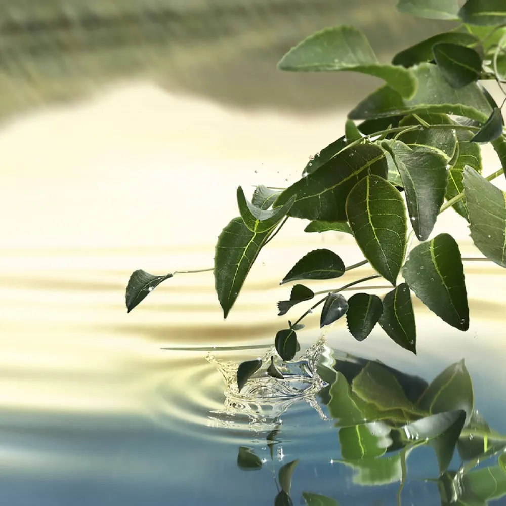 Estee Lauder Tender Light Eau de Parfum 100ml