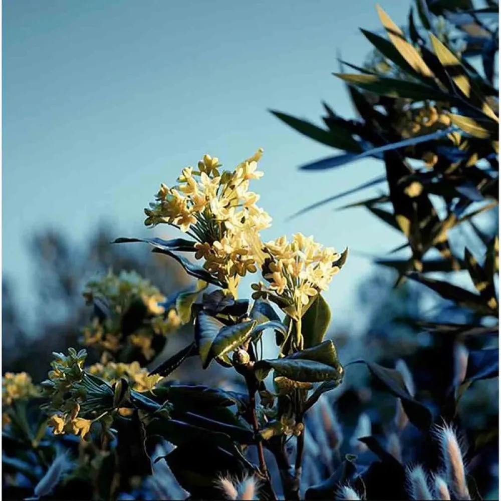 Estee Lauder Paradise Moon Eau de Parfum 100ml