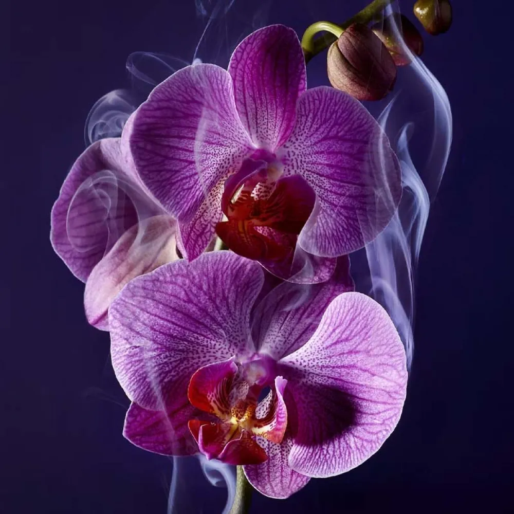 Lancome La Nuit Tresor For Women - Eau de Parfum